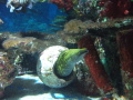 Tropicarium Budape  sfarben morsk ryba
